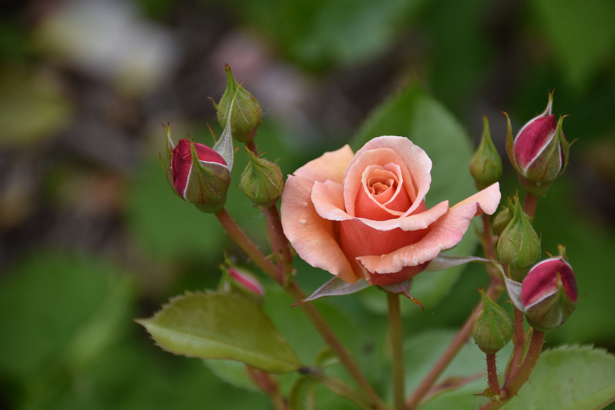Rose Buds & Petals
