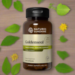 Golden Seal contains hydrastine and berberine alkaloids that help support the immune system. It may also provide respiratory support for mucous membranes.