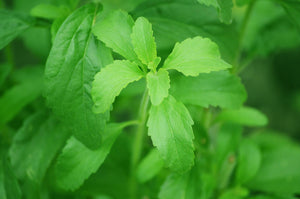 Stevia Leaf C/S
