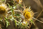 Burdock Root Powder