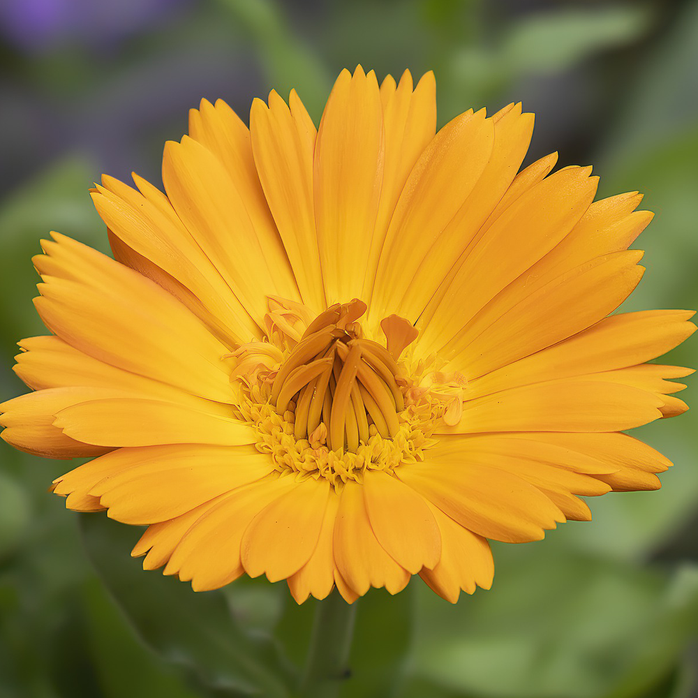 
                
                    Load image into Gallery viewer, Calendula Cut &amp;amp; Sifted
                
            