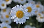 Chamomile Flower