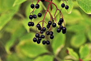 Elderberry Whole