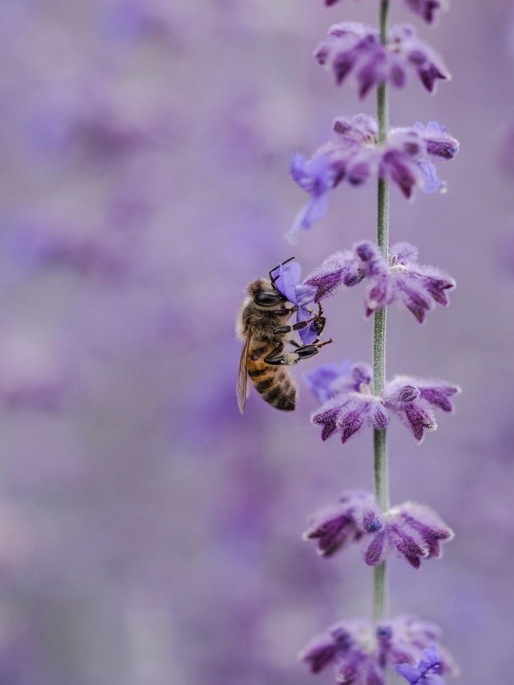 
                
                    Load image into Gallery viewer, Lavender Flower
                
            