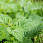 Nettle Leaf Cut & Sifted