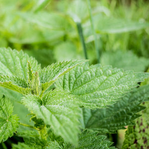 Nettle Leaf C/S – Nature's Finest Nutrition