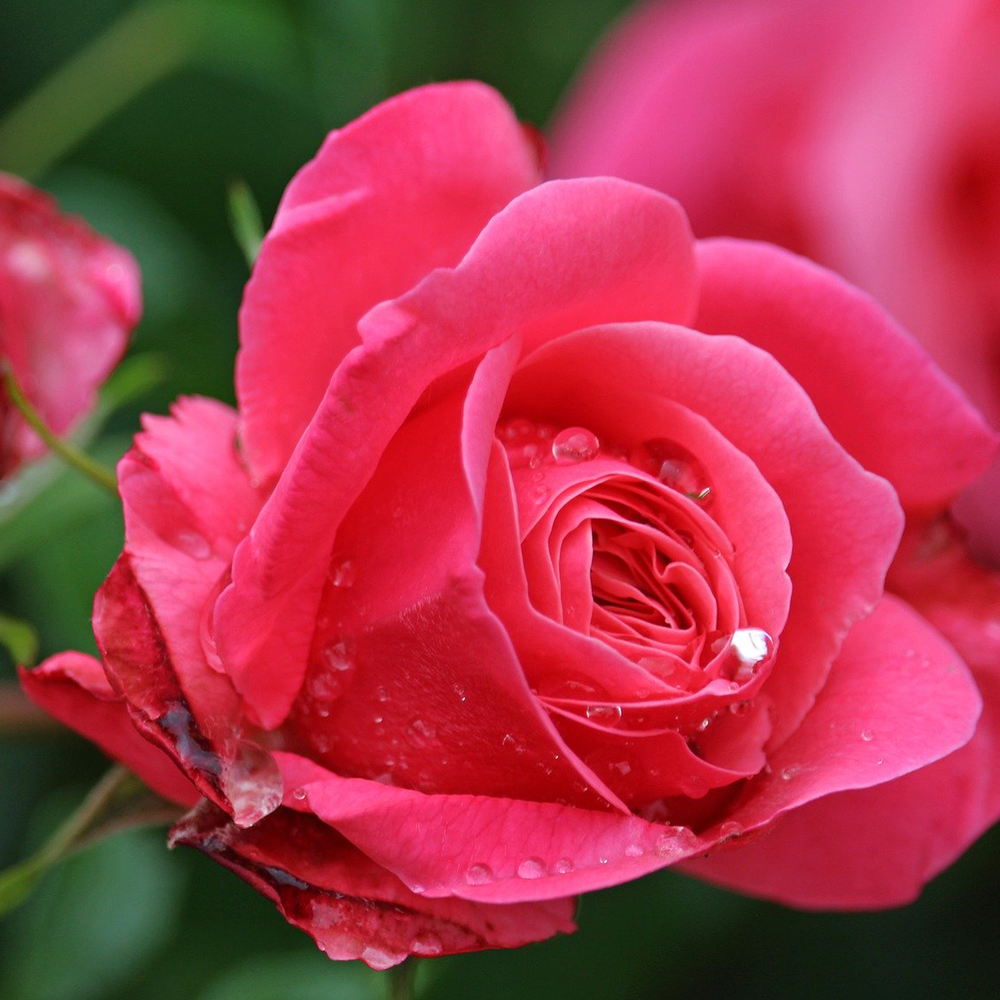 Pink Rose Petals, Edible Rose Petals, Cosmetics, Food Grade, Decorating,  Roses, Herbs, Rose Oils, Bath Rose Petals, Crafting Rose Petals 