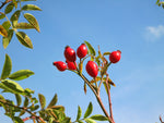 Rosehips