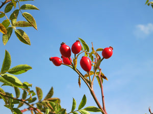 
                
                    Load image into Gallery viewer, Rosehips Whole
                
            