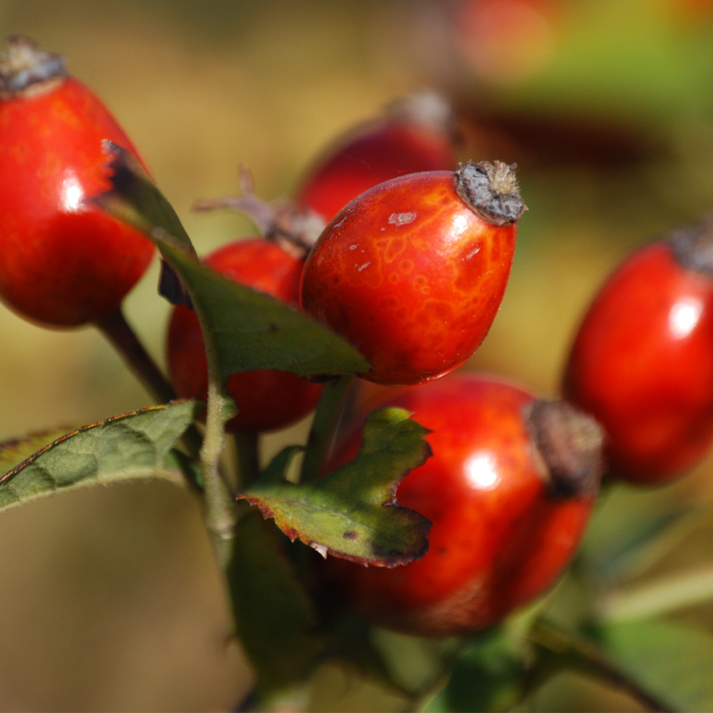Rosehips Whole
