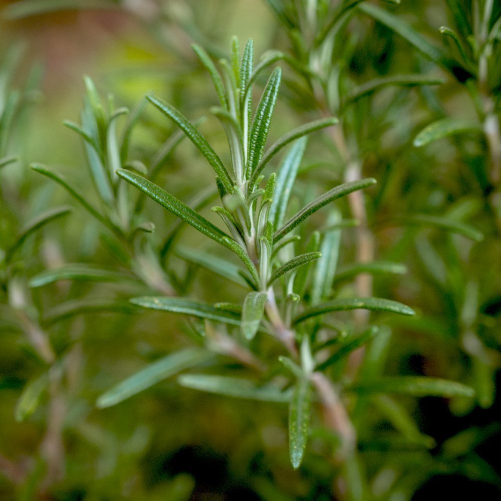 Rosemary Cut & Sifted