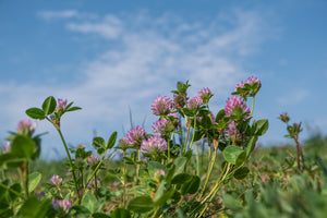 Red Clover Whole