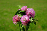 Red Clover Whole