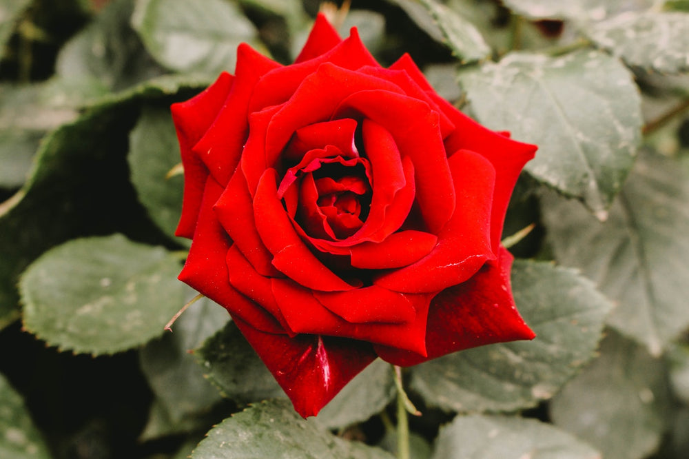 
                
                    Load image into Gallery viewer, Red Rose Petals
                
            