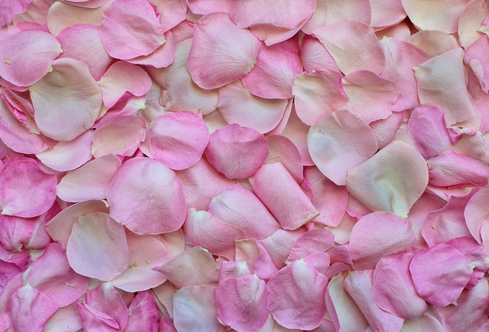 Pink Rose Petals for Pathways #PWY-PK